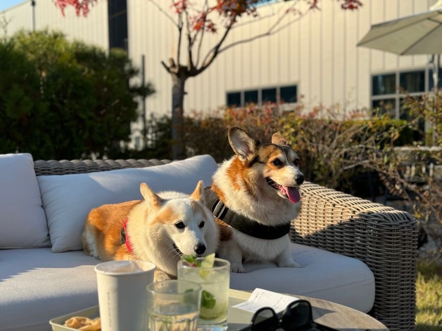 Corgi Denies Software Theft Amidst 'Vibe Coding' Controversy