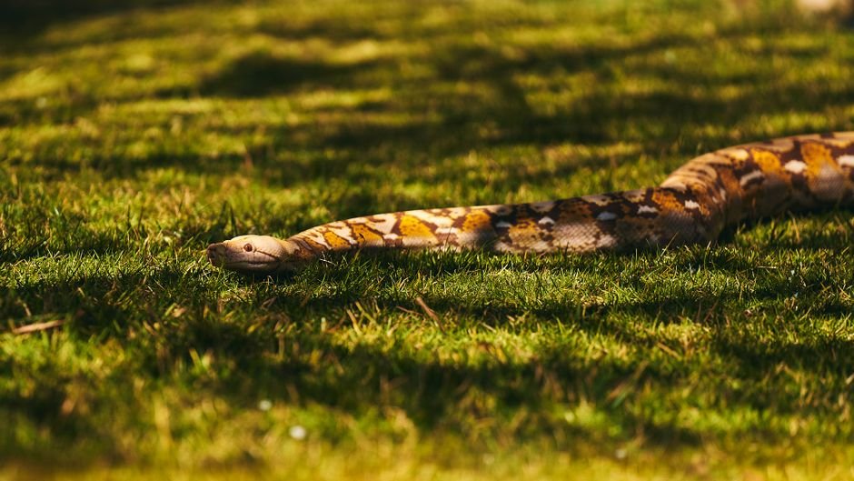 Mastering Web Data: Building a Comprehensive Crawling Pipeline with Crawlee for Python