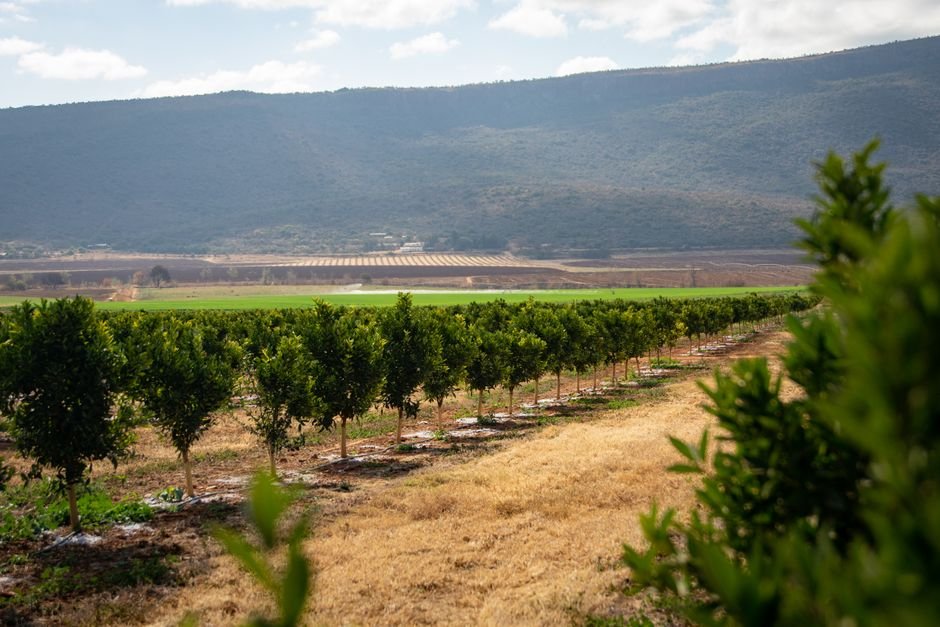 Google and Thryve.Earth Unite for Landmark Agroforestry Carbon Removal Initiative