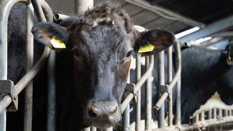 AI Revolutionizes Dairy Farming: How Gemini Flash Empowers a Michigan Farmer