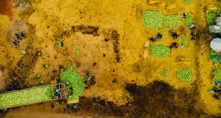 AI for Global South Farmers: Google and Gates Foundation's Transformative Partnership