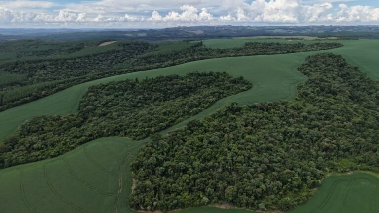 Google and Terradot Partner for Megaton-Scale Climate Impact in Brazil